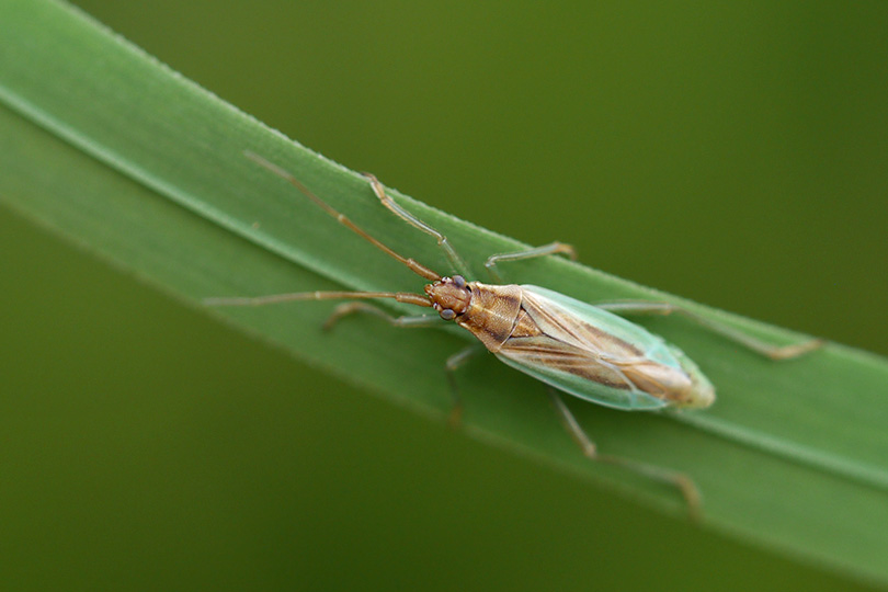 Stenodema holsata
