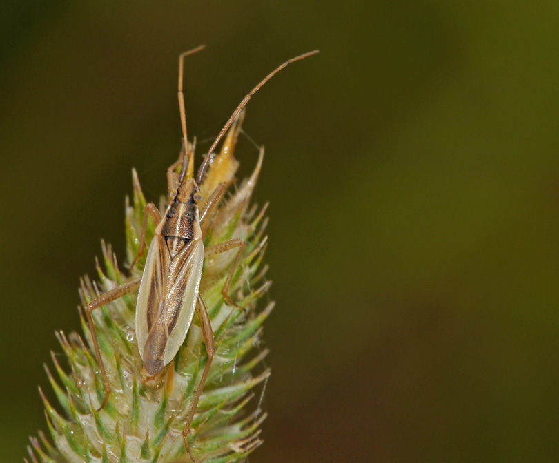Stenodema holsata