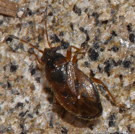 Stygnocoris sabulosus