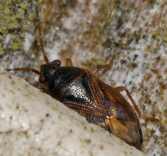 Stygnocoris sabulosus