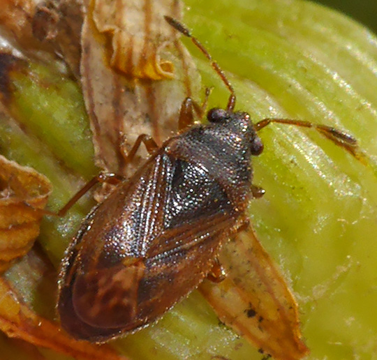 Stygnocoris sabulosus