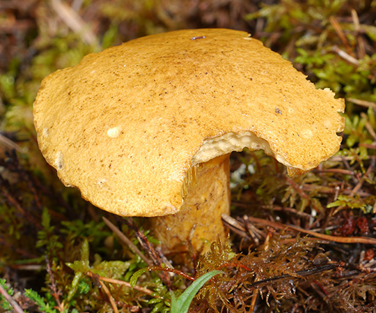 Suillus variegatus