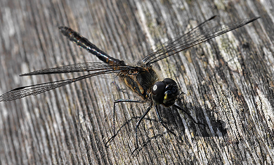 Sympetrum danae