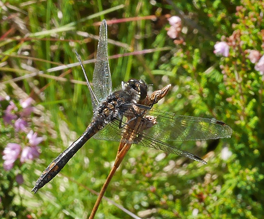 Sympetrum danae
