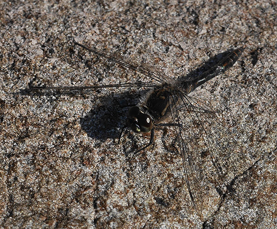 Sympetrum danae