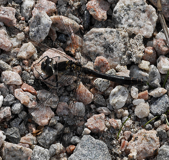 Sympetrum danae