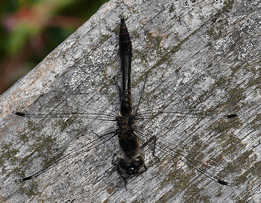 Sympetrum danae