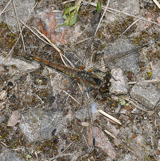 Sympetrum danae