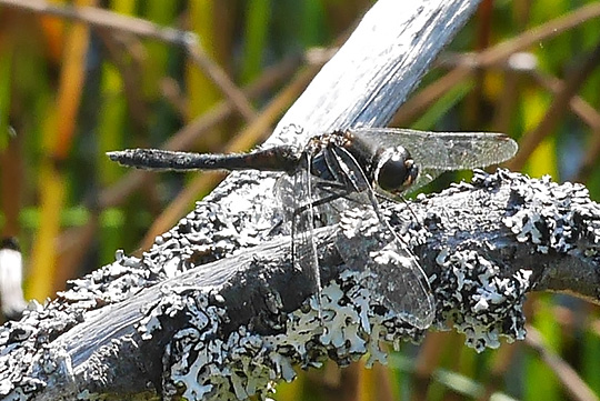 Sympetrum danae