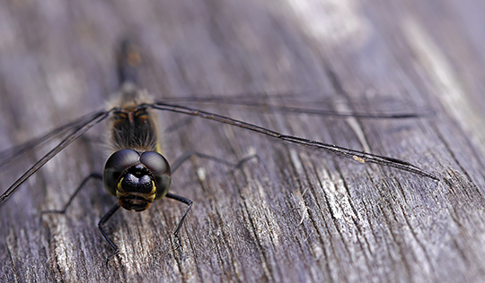 Sympetrum danae