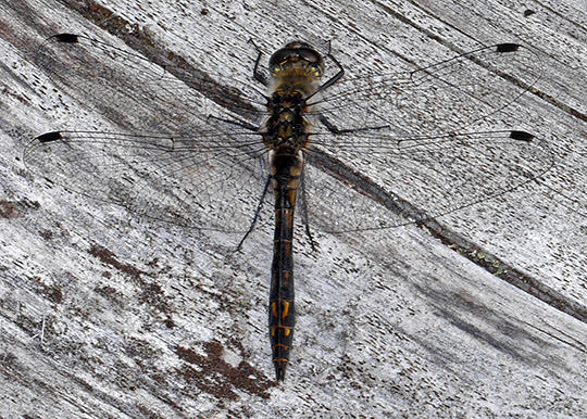 Sympetrum danae