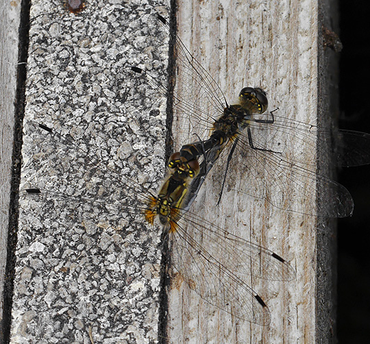 Sympetrum danae