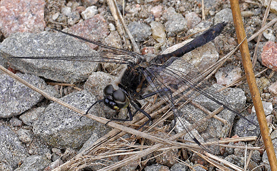 Sympetrum danae