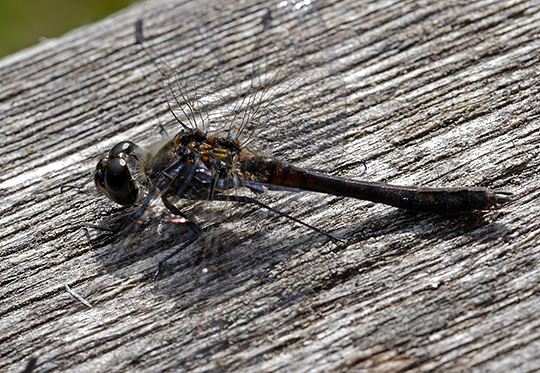 Sympetrum danae