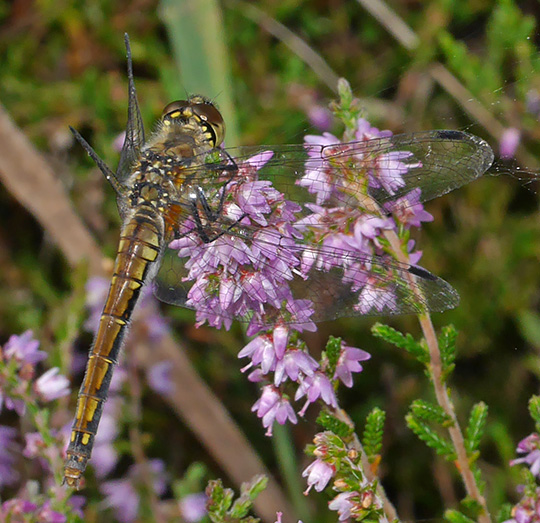 Sympetrum danae