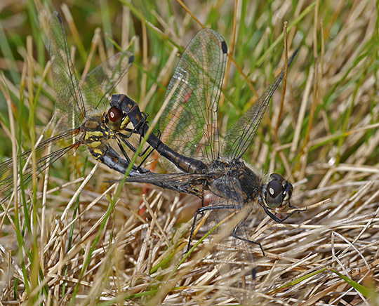 Sympetrum danae