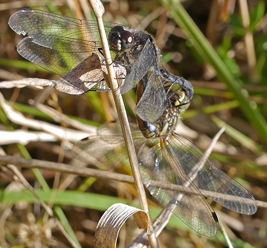 Sympetrum danae