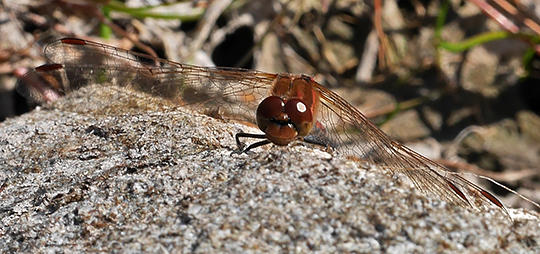 Sympetrum striolatum