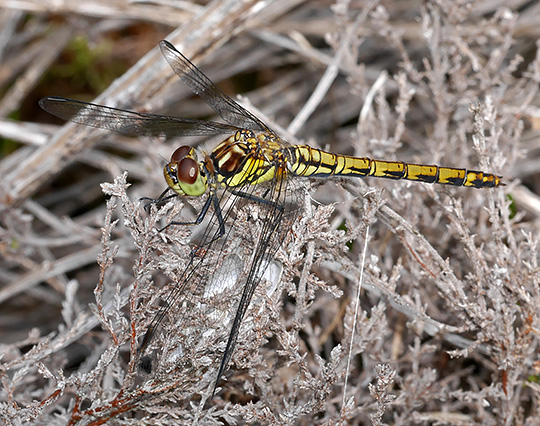 Sympetrum striolatum