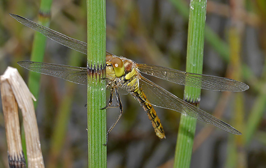 Sympetrum striolatum