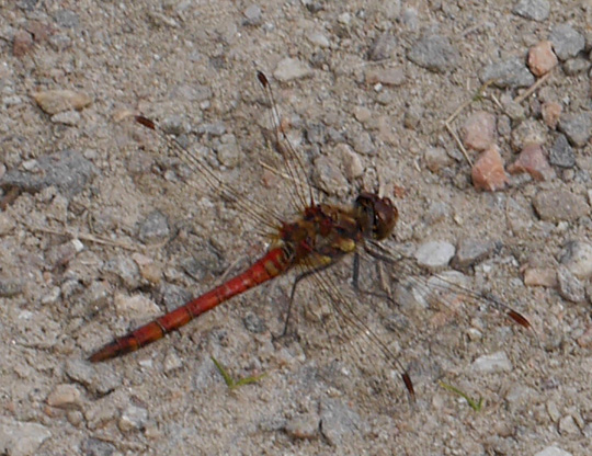 Sympetrum striolatum