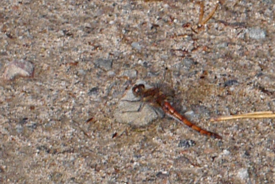 Sympetrum striolatum