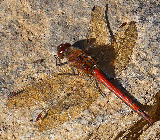 Sympetrum striolatum