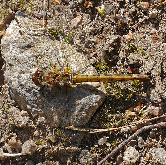 Sympetrum striolatum