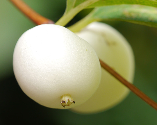 Symphoricarpos albus