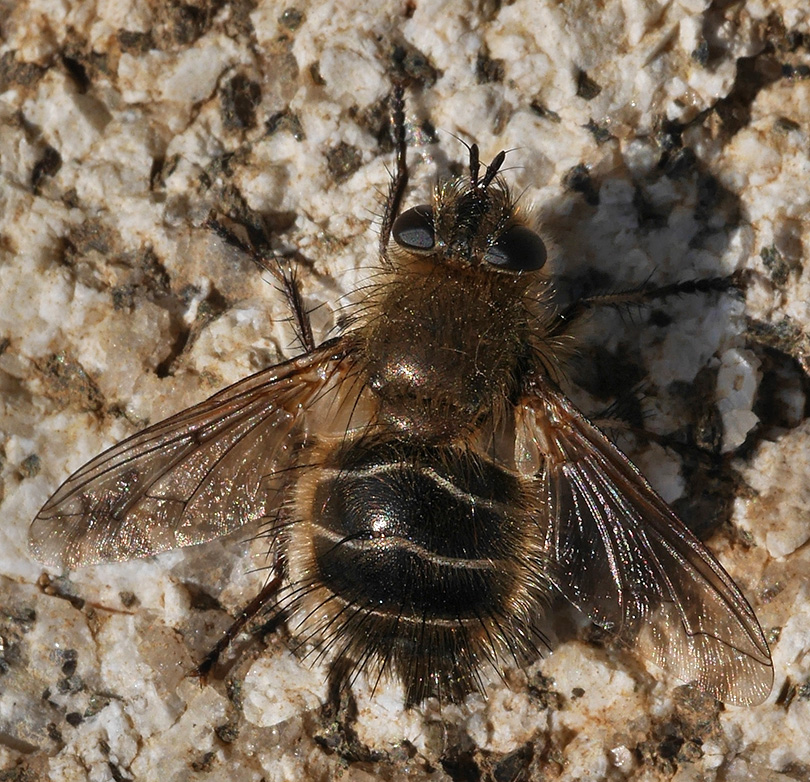 Tachina ursina