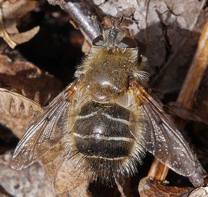 Tachina ursina
