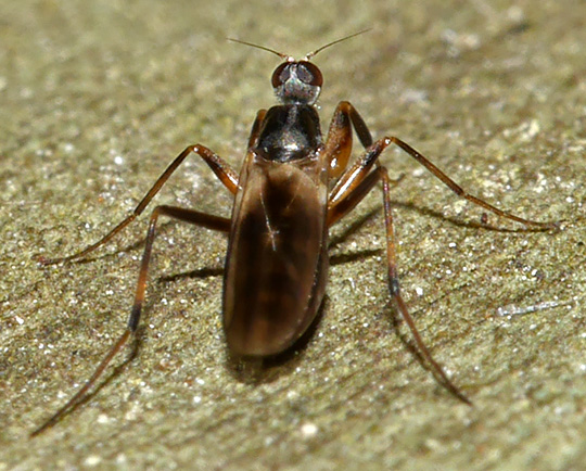 Tachypeza nubila