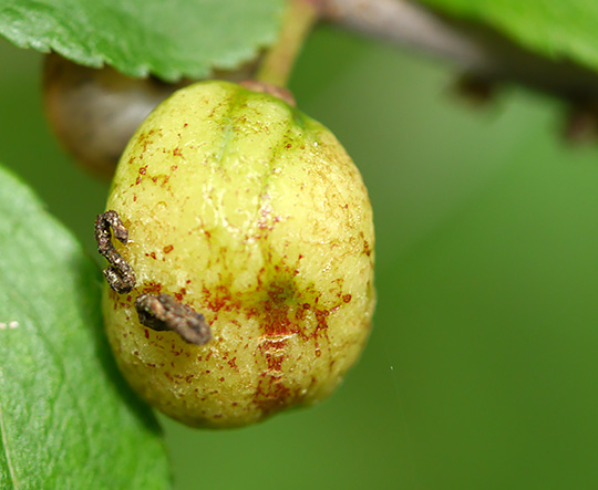 Taphrina pruni