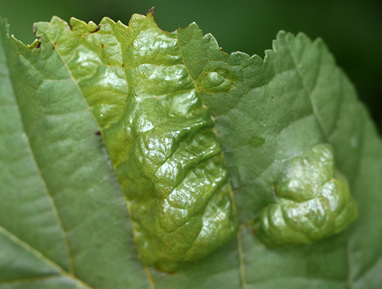 Taphrina tosquinetii