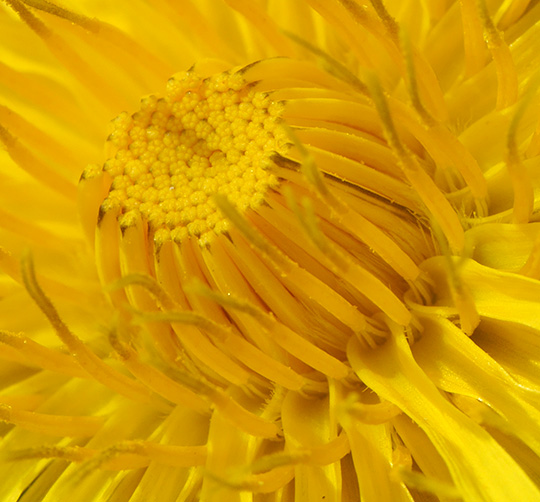 Taraxacum agg