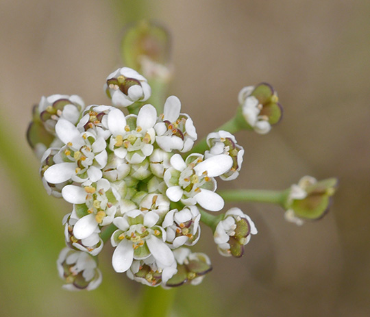 Teesdalia nudicaulis