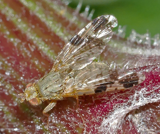 Tephritis bardanae