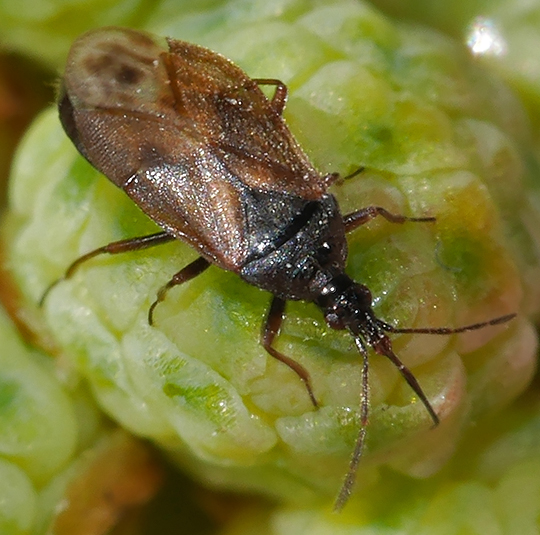Tetraphleps bicuspis