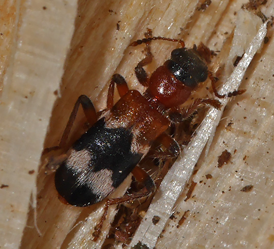 Thanasimus femoralis