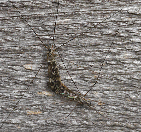 Tipula confusa