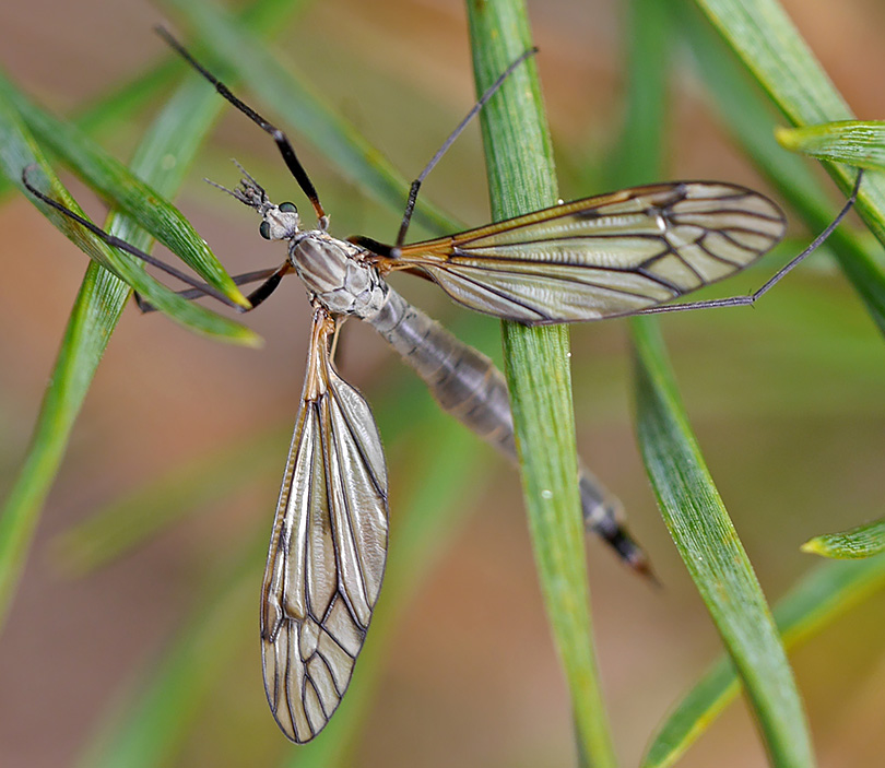 Tipula varipennis