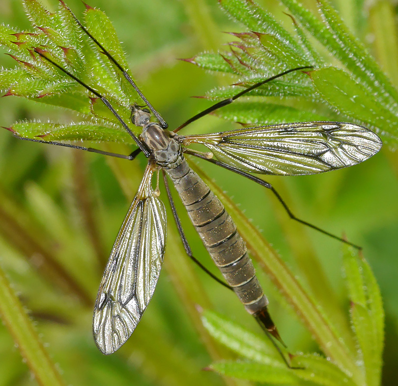 Tipula varipennis