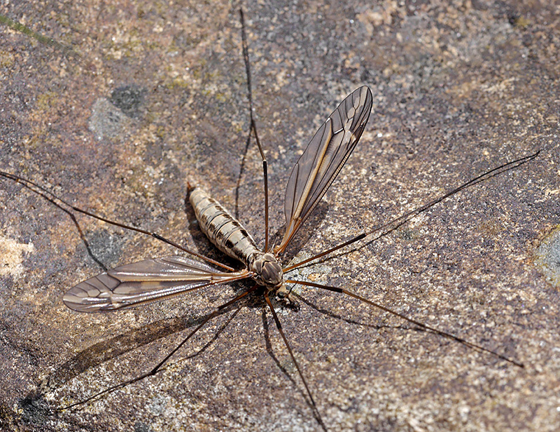 Tipula vittata