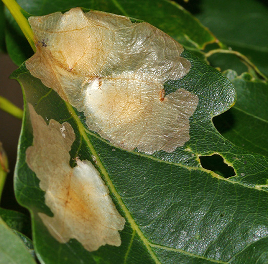 Tischeria ekebladella