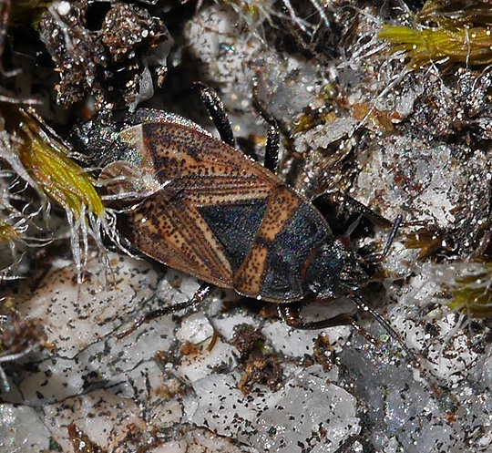 Trapezonotus desertus