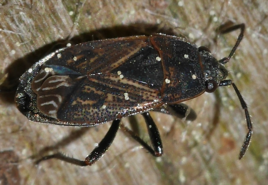 Trapezonotus desertus