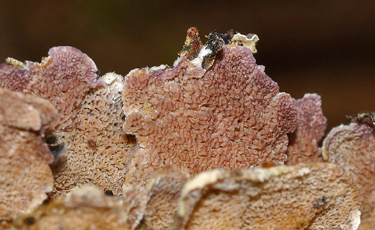 Trichaptum abietinum