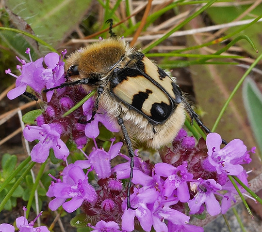 Trichius fasciatus