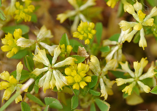 Trifolium dubium