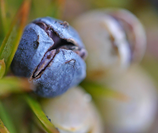 Trisetacus quadrisetus
